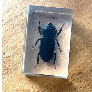 Real Stag Beetle Bug Lucite Resin Preserved Paperweight Oddity Insect Entomology